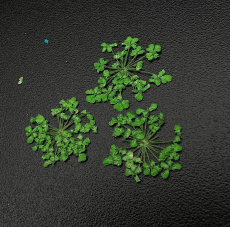 Сухоцветы ZOO "Любимые цветочки" арт.1677