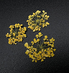Сухоцветы ZOO "Любимые цветочки" арт.1675